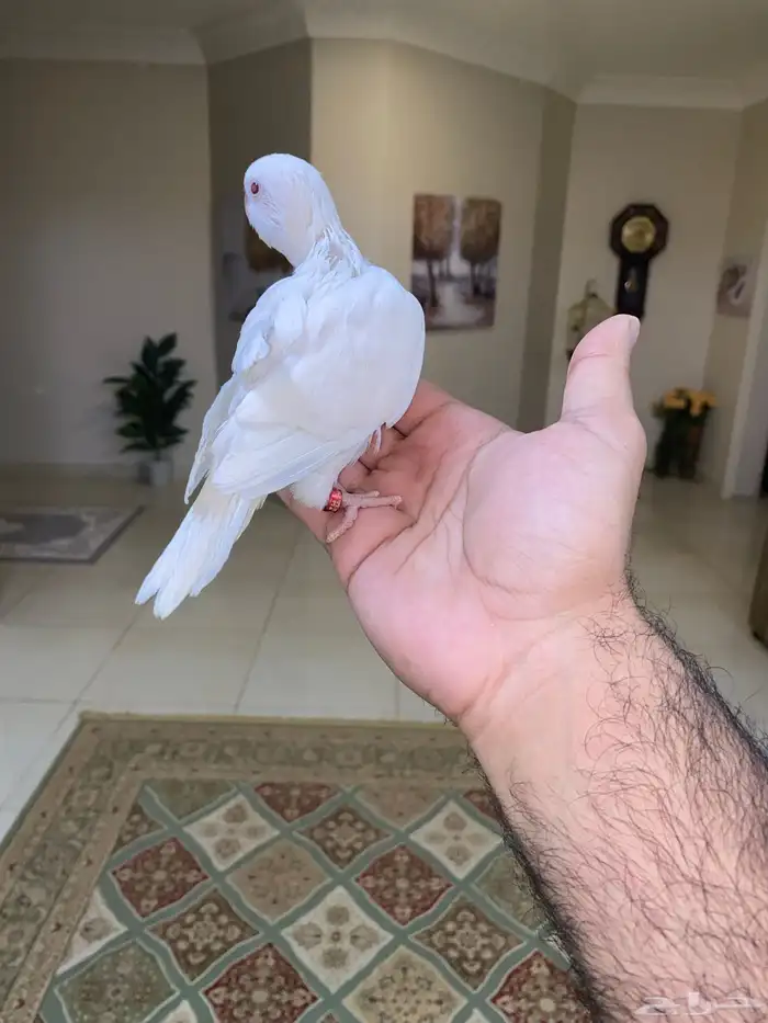 فرخ كويكر نهاية غر ( تم البيع ) 2