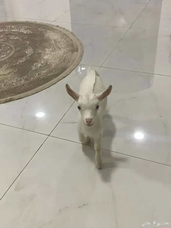 قزمي اليف تم البيع الله يعوض خير 1