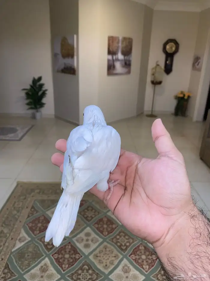 فرخ كويكر نهاية غر ( تم البيع ) 5