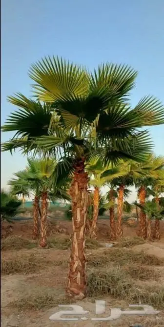 نخل واشنطن زي 39