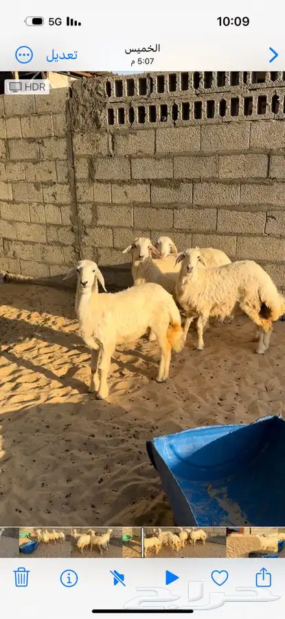 ذبايح هرافى حري ونعيمي شي نظيف وناهي وكل الاعمار موجوده 0