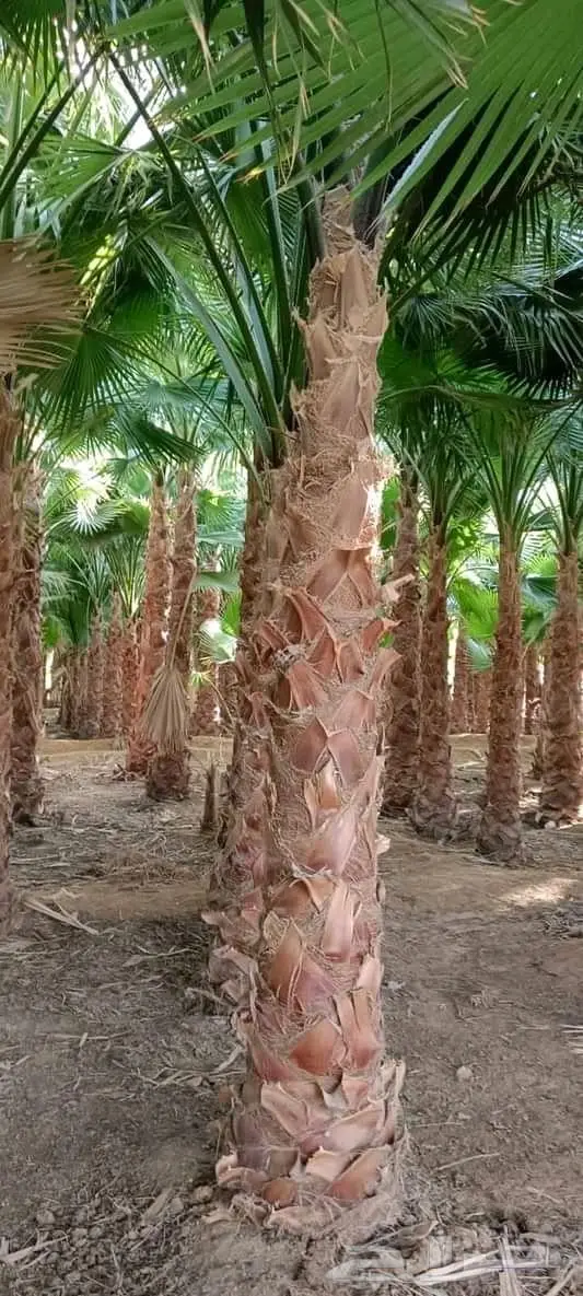 نخل واشنطن زي 44