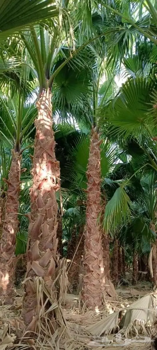 نخل واشنطن زي 45