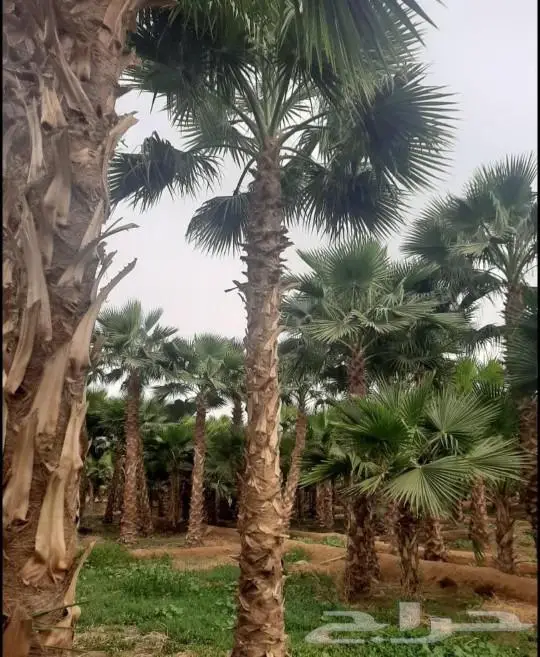 نخل واشنطن زي 41