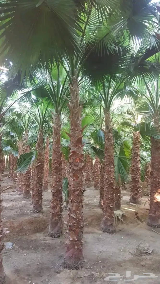 نخل واشنطن زي 48