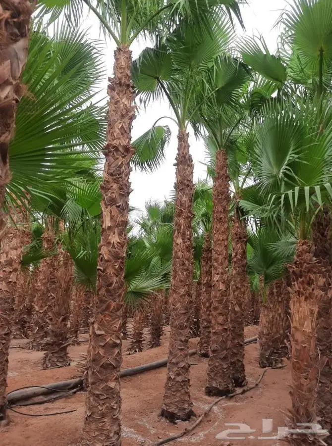 نخل واشنطن زي 36