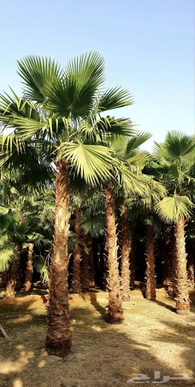 نخل واشنطن زي 40