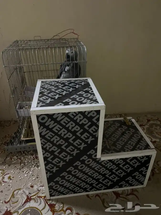 للبيع زوج كاسكو 4