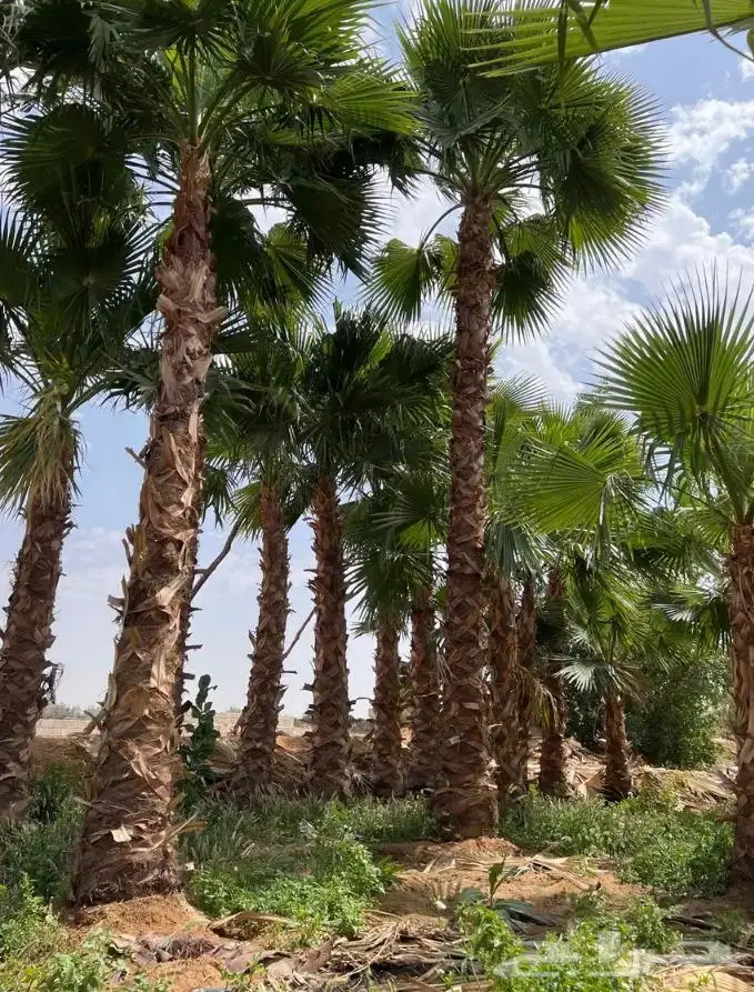 نخل واشنطن زي 35