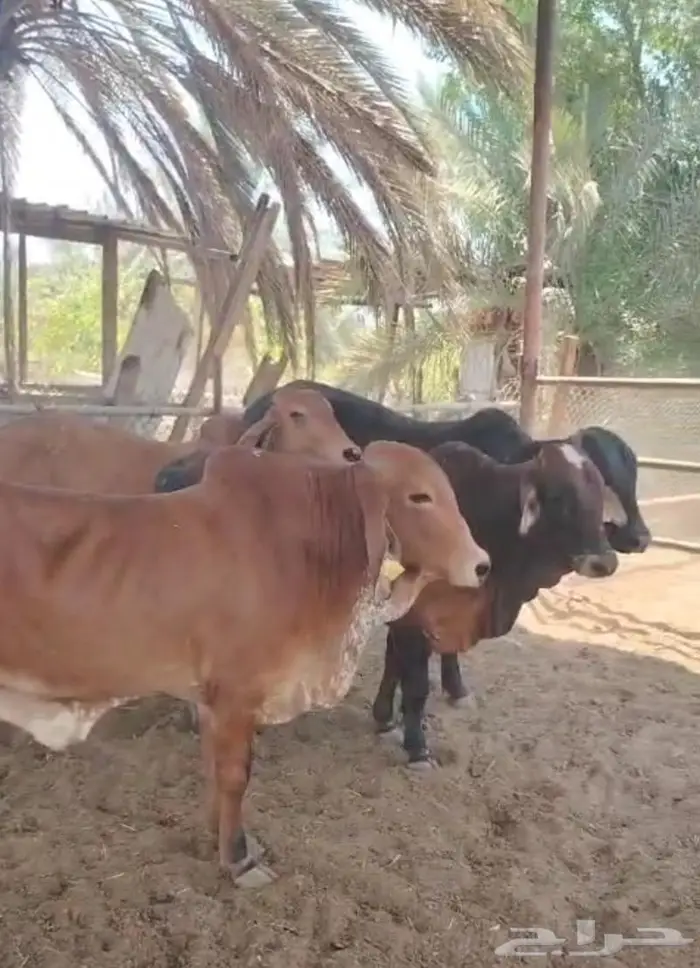 عجول للبيع 0