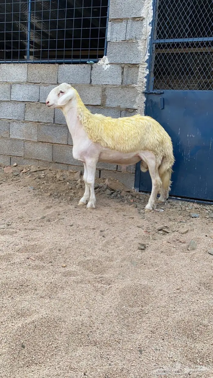 ( تم البيع) مشروع فحل صنف 2