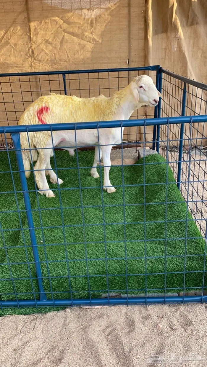 ( تم البيع) مشروع فحل صنف 3