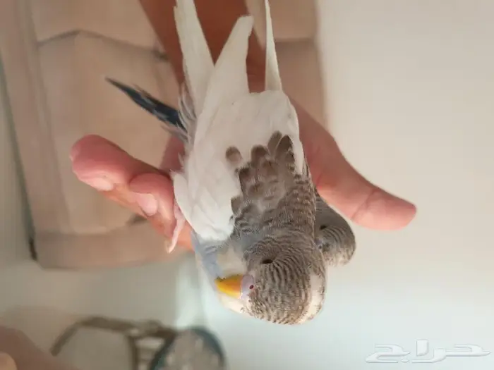 فروخ البادجي تم البيع 0