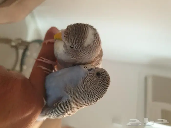 فروخ البادجي تم البيع 2