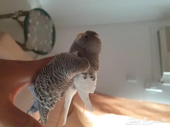 فروخ البادجي تم البيع 3