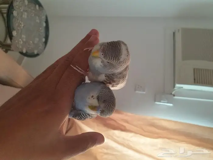 فروخ البادجي تم البيع 4