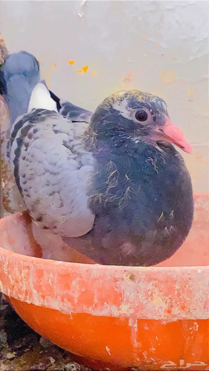 زاجل سباق 2