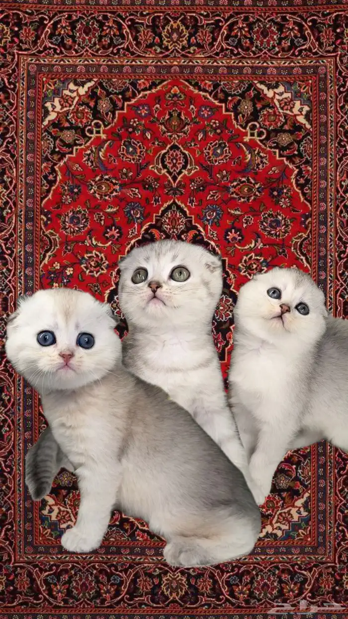 سكوتش فولد ستريت برتش شورت هير انثى ذكر قطط للبيع جدة مكة 0