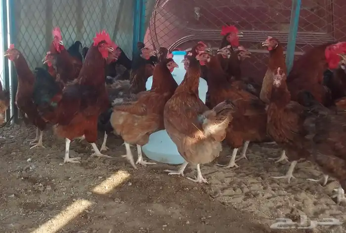 ديوك و دجاج فرنسي احمر بياض شرط الصحة والبيض جملة وتفريد 1