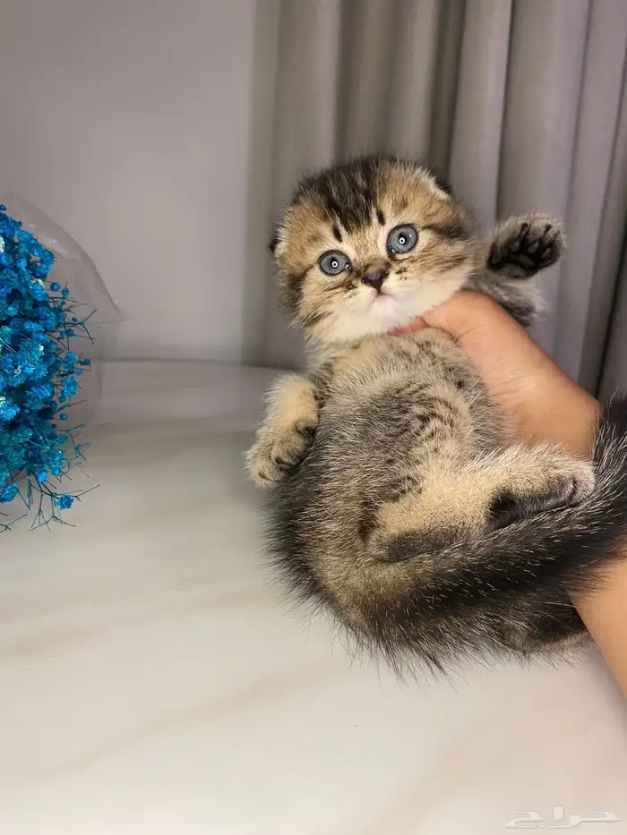 قطط سكوتش فولد للبيع 2