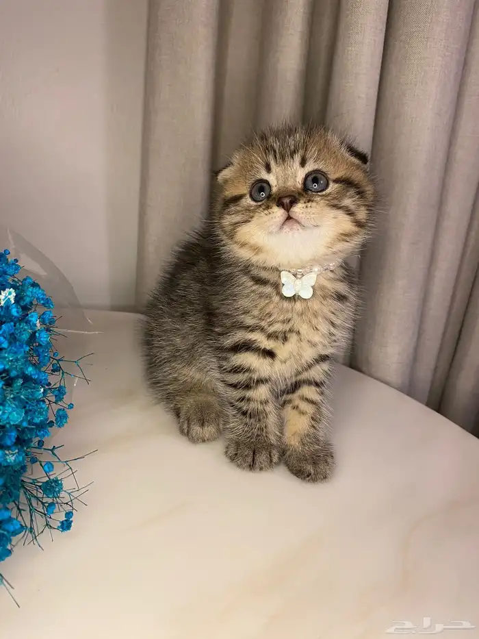 قطط سكوتش فولد للبيع 1