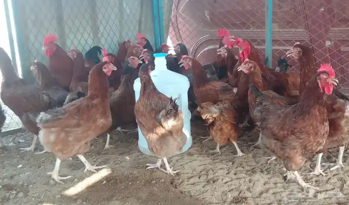 ديوك و دجاج فرنسي احمر بياض شرط الصحة والبيض جملة وتفريد 2