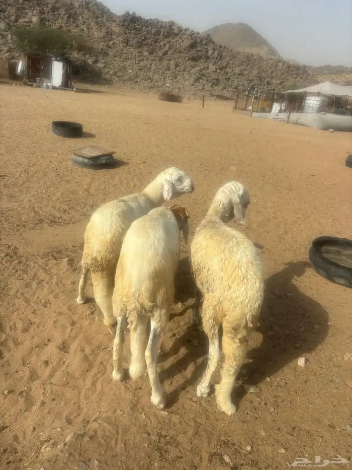 الشميسي طريق الخواجات 0