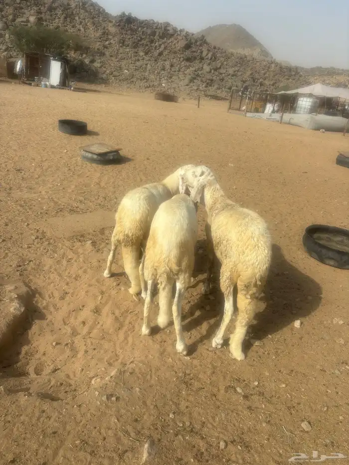 الشميسي طريق الخواجات 2