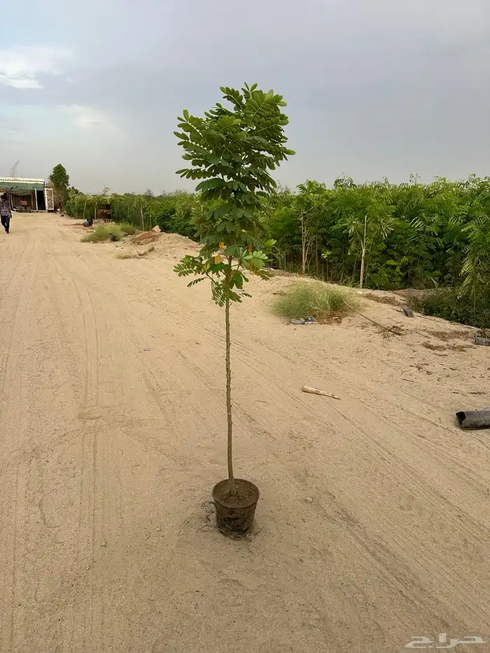 اشجار. للمشاريع شجر شجيرات كميات 0
