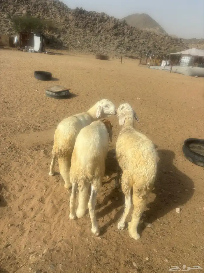 الشميسي طريق الخواجات 1