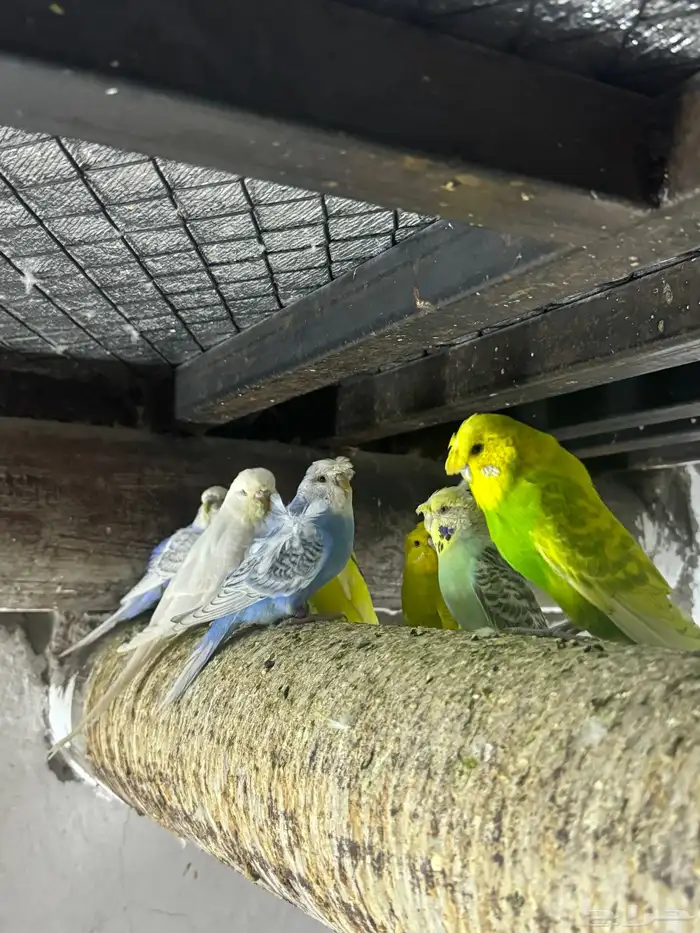مطيار بادجي كرست وهوقو (تم الببع) 4