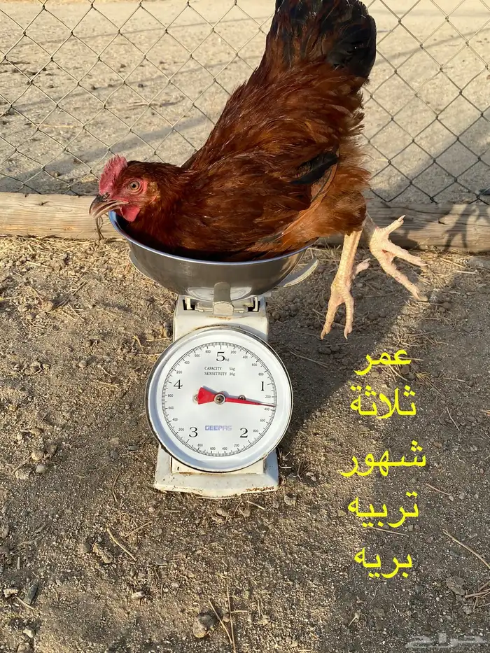 ديوك و دجاج فرنسي احمر بياض شرط الصحة والبيض جملة وتفريد 6