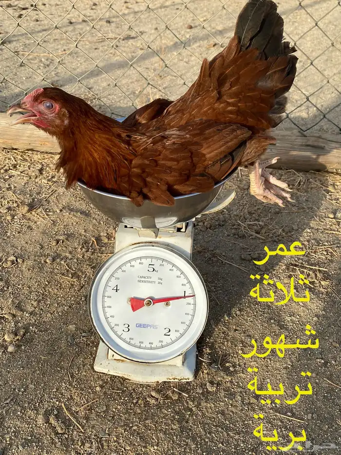 ديوك و دجاج فرنسي احمر بياض شرط الصحة والبيض جملة وتفريد 7