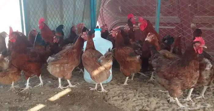 ديوك و دجاج فرنسي احمر بياض شرط الصحة والبيض جملة وتفريد 4