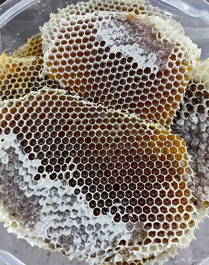 عسل طلح من اودية تبوك انتاج 1447 6