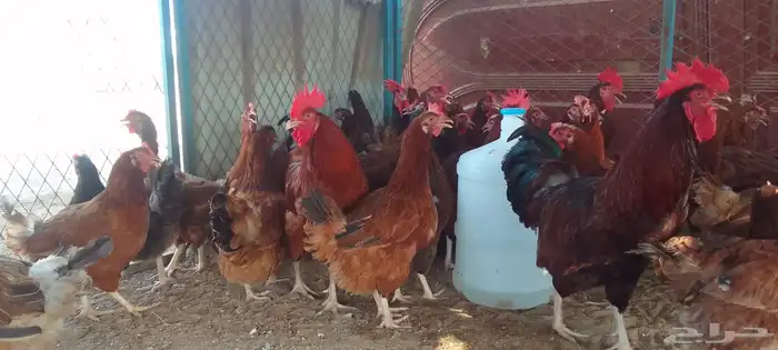 ديوك و دجاج فرنسي احمر بياض شرط الصحة والبيض جملة وتفريد 3