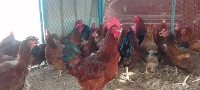 ديوك و دجاج فرنسي احمر بياض شرط الصحة والبيض جملة وتفريد 0