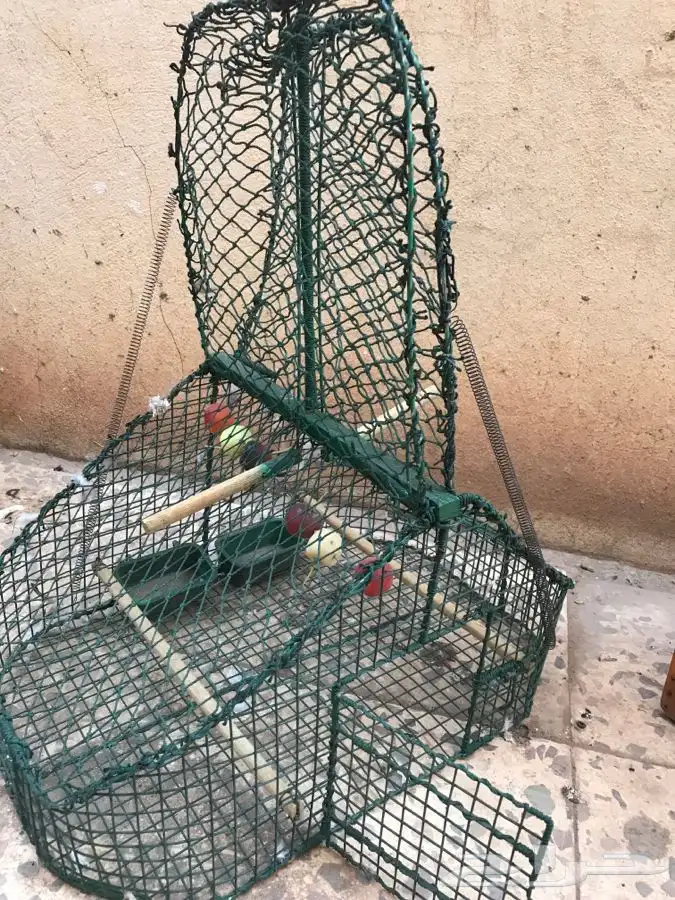 مصيده صياده بلابل حسون 0