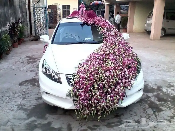 منسق حفلات 17