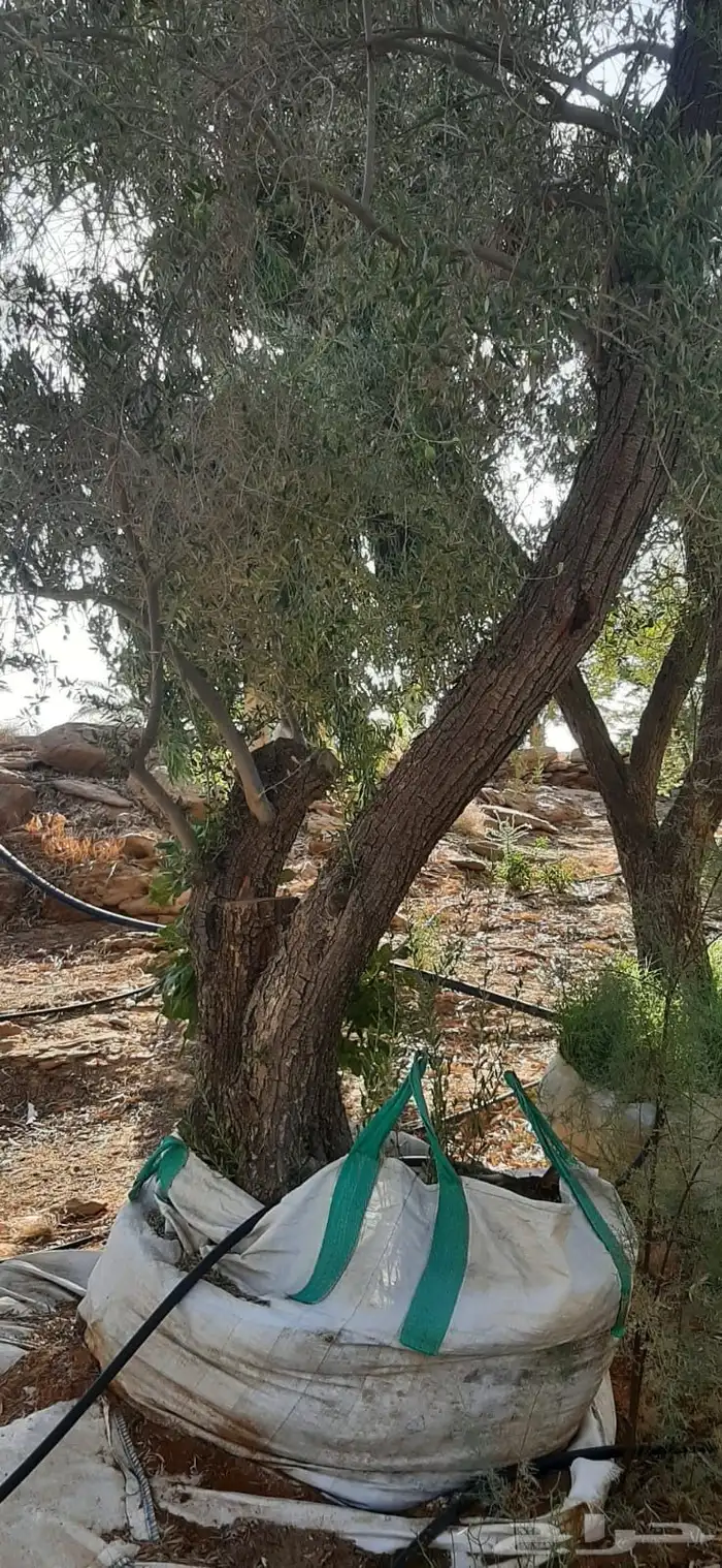 جميع اشجار الزينه والحمضيات والفواكه والزيتون والنخيل 25