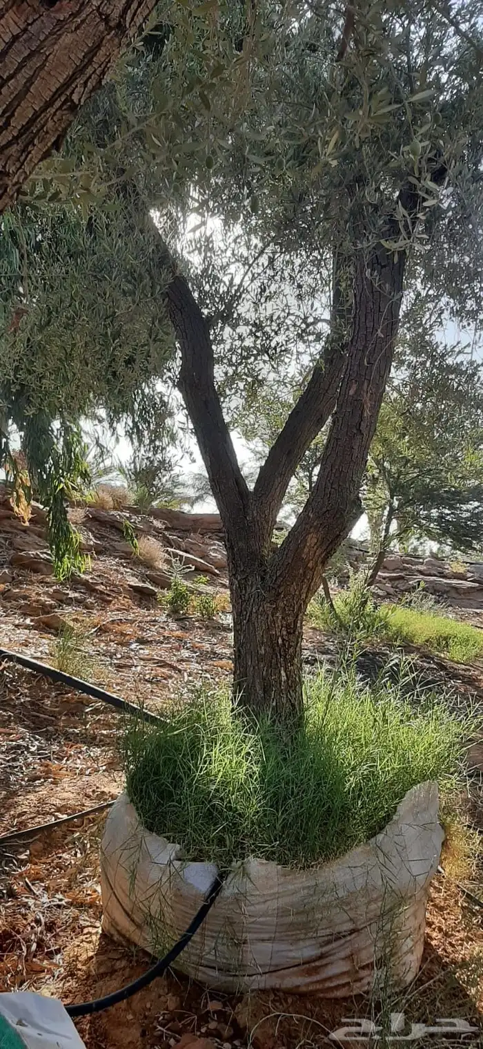 جميع اشجار الزينه والحمضيات والفواكه والزيتون والنخيل 24