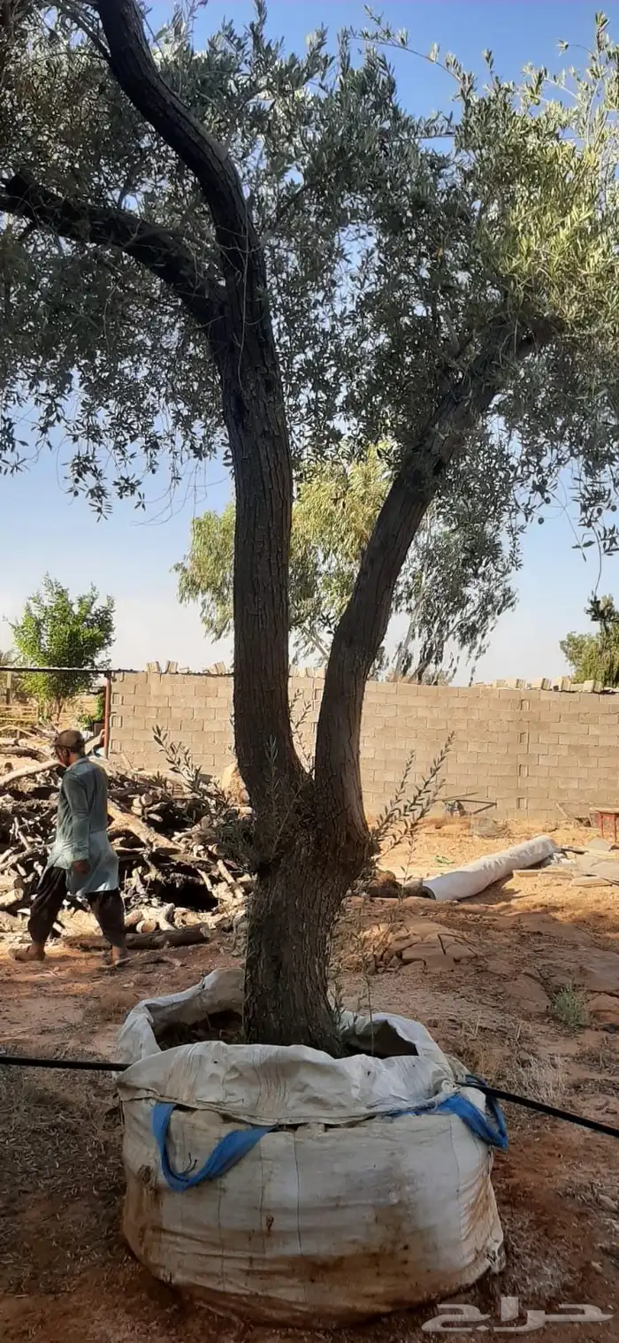 جميع اشجار الزينه والحمضيات والفواكه والزيتون والنخيل 23