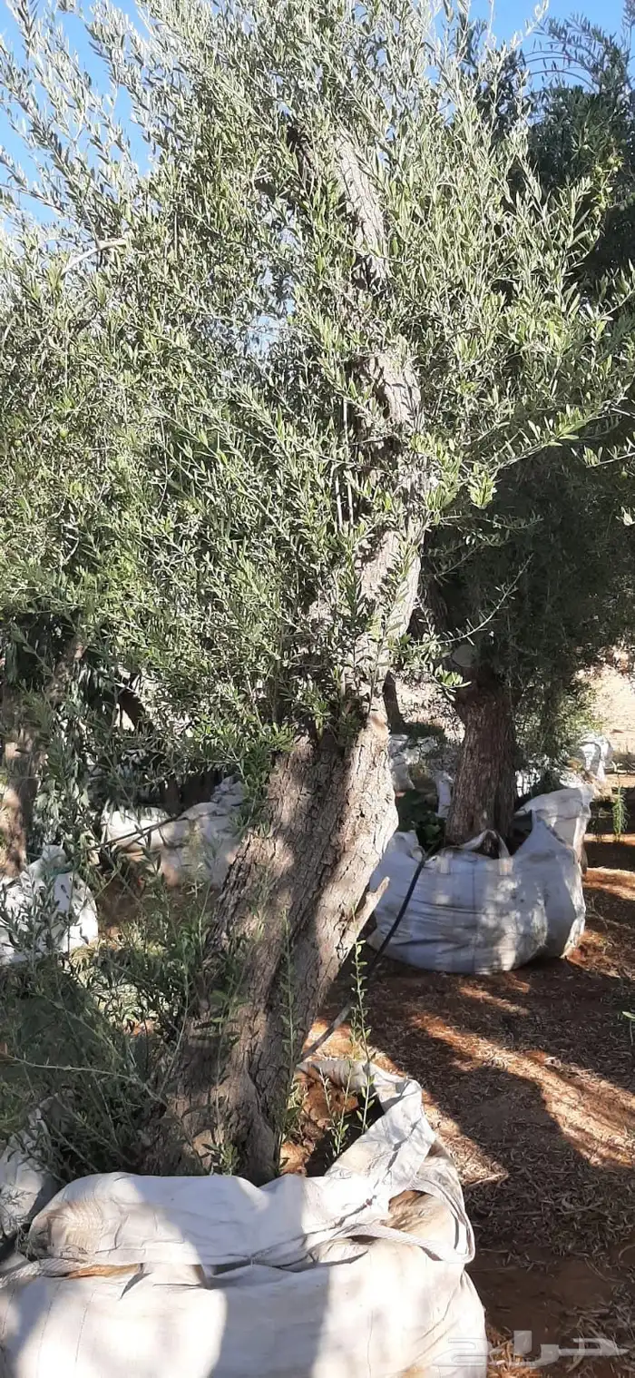 جميع اشجار الزينه والحمضيات والفواكه والزيتون والنخيل 20