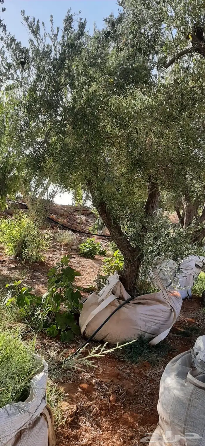 جميع اشجار الزينه والحمضيات والفواكه والزيتون والنخيل 21