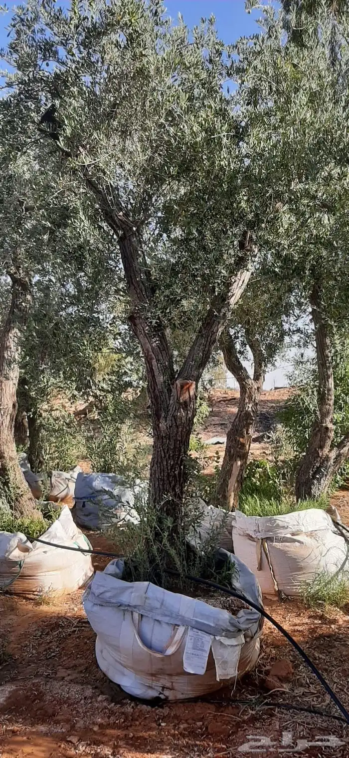 جميع اشجار الزينه والحمضيات والفواكه والزيتون والنخيل 19