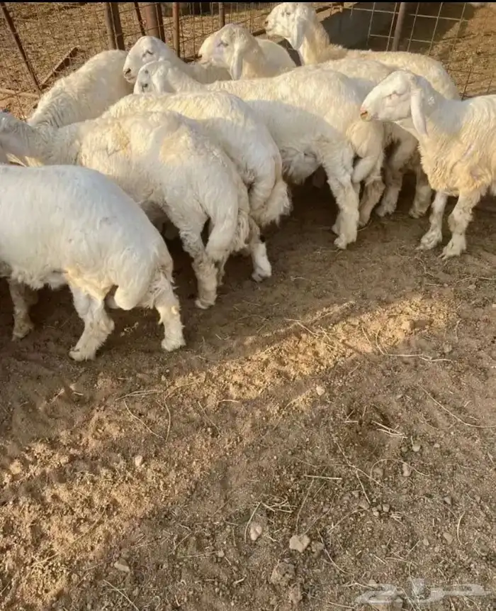 ذبايح ثلاجه . سواكن حمريه   طليان حريه 2