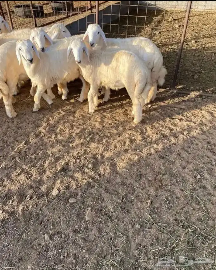 ذبايح ثلاجه . سواكن حمريه   طليان حريه 1