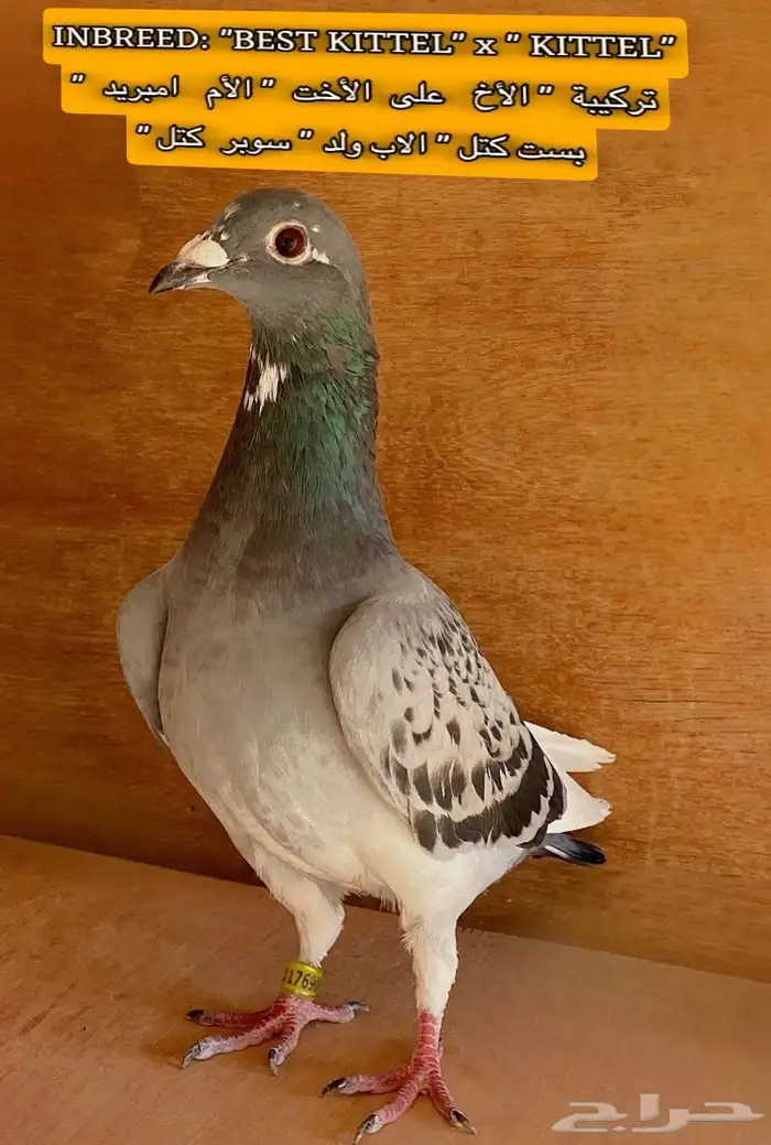 زاجل سباق 3