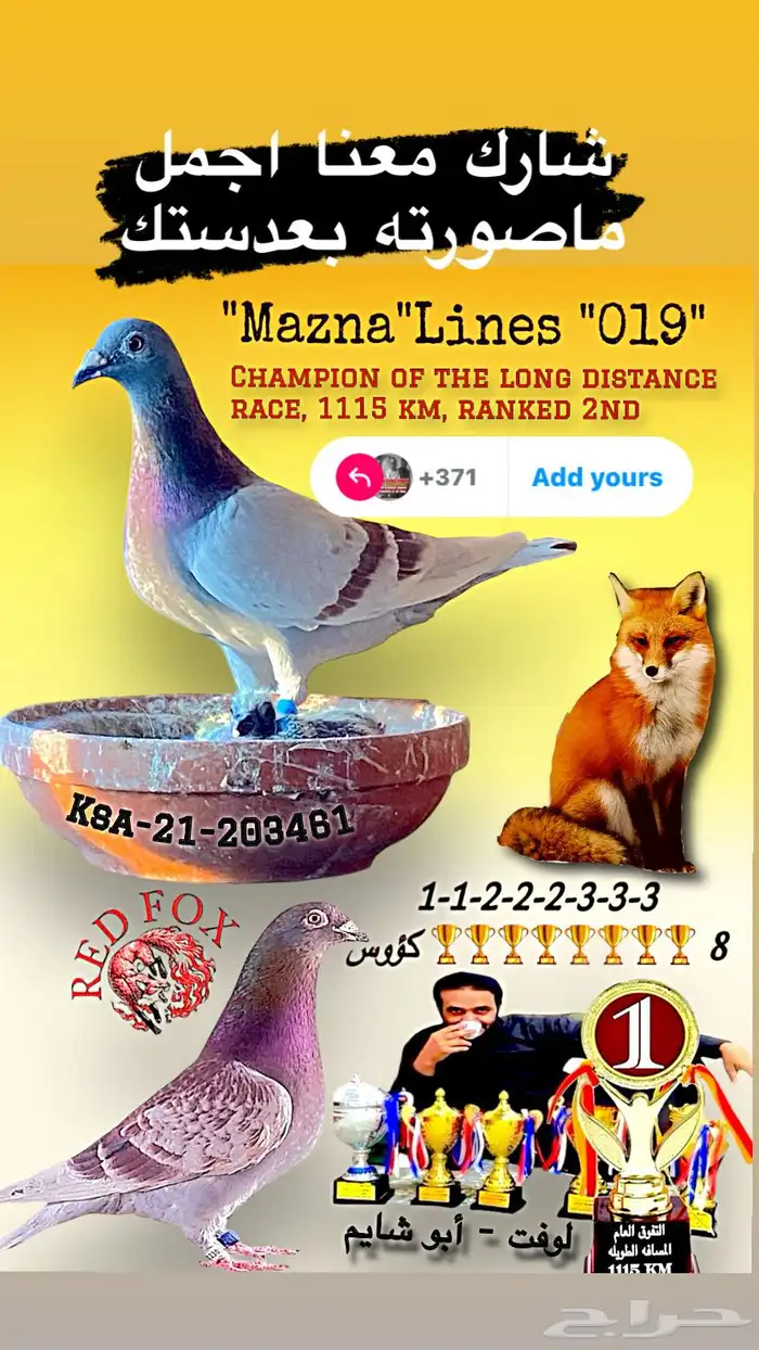 زاجل سباق 0