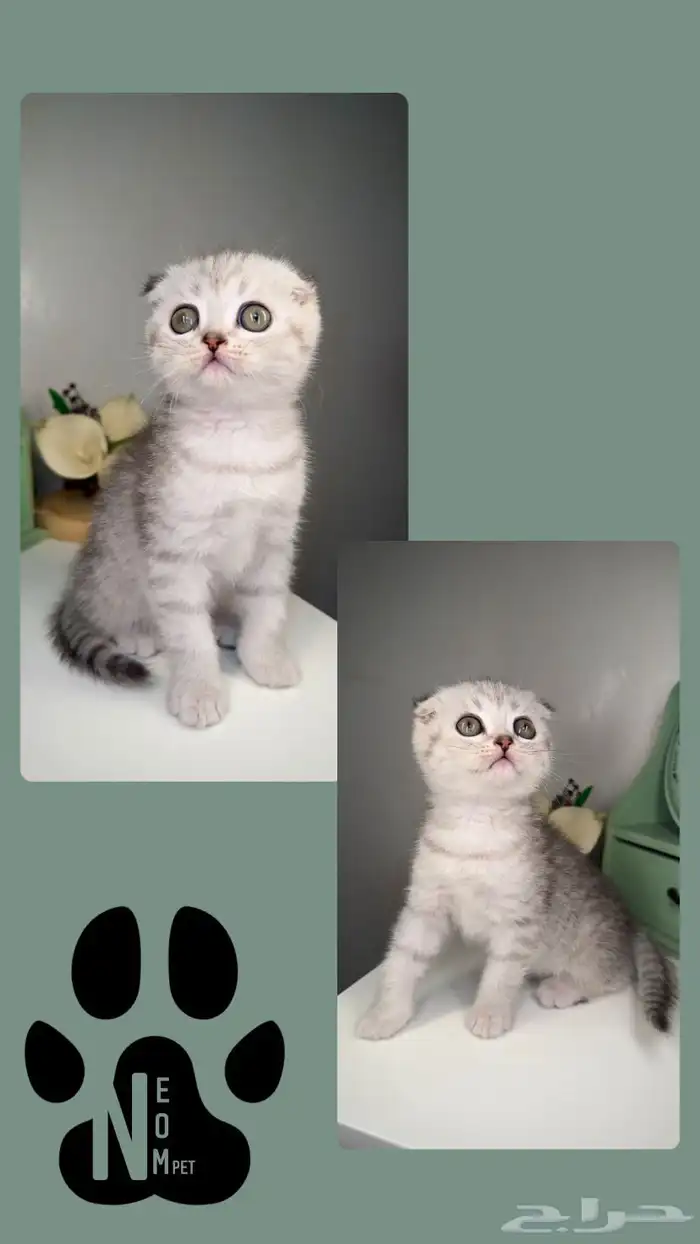 سكوتش فولد ستريت برتش شورت هير انثى ذكر قطط للبيع جدة مكة 3